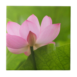 Carreau En Céramique Franklin NC, jardin d'eau de Perry, Lotus