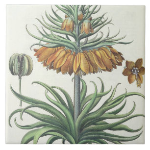 Carreau En Céramique Fritillaire : Classe de florum d'Imperialis de