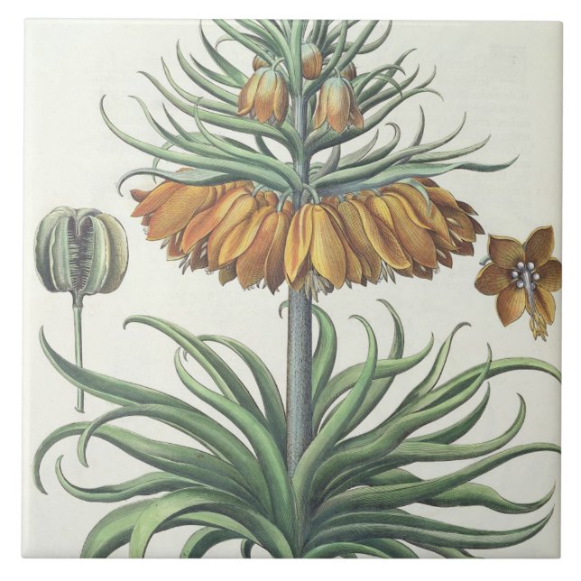 Carreau En Céramique Fritillaire : Classe de florum d'Imperialis de (Devant)