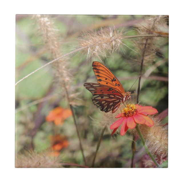Carreau En Céramique Fritillaire du Golfe sur Zinnia (Devant)