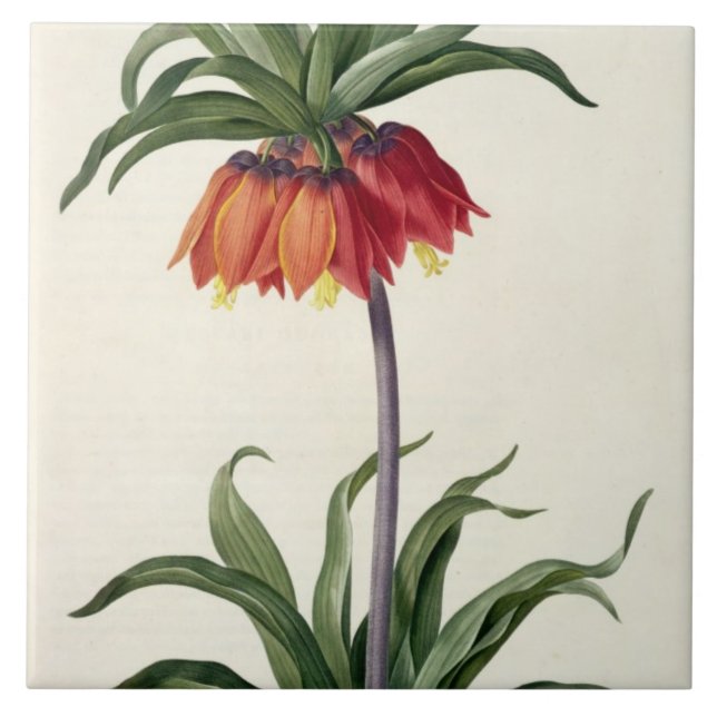 Carreau En Céramique Fritillaria Imperialis de, "Les Lilacees", 1802- (Devant)
