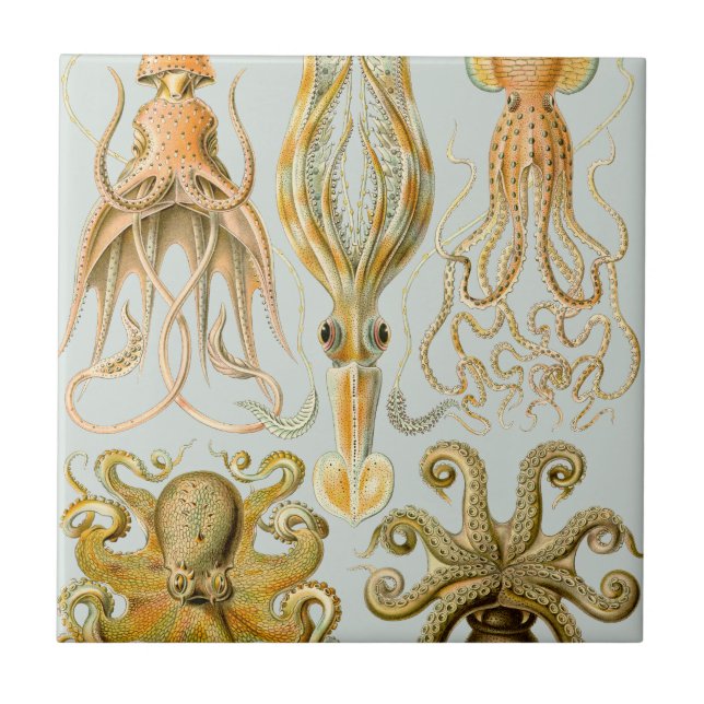 Carreau En Céramique Gamochonia d'Ernst Haeckel (Devant)