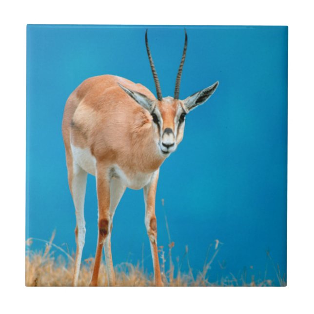 Carreau En Céramique Gazelle de Grant (Gazella Granti) Ewe Portrait (Devant)