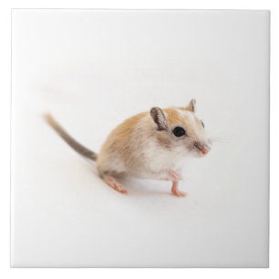 Carreau En Céramique Gerbil Cute Bébé Animal Animal Pet Gerbils Modè
