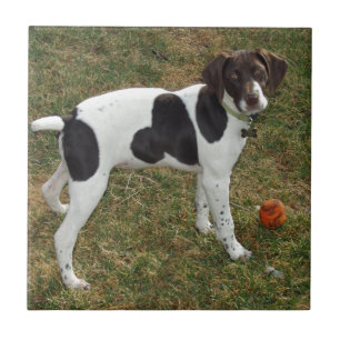 Carreau En Céramique German_short_haired_pointer_puppy
