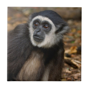 Carreau En Céramique Gibbon (Hylobates Lar) à poitrine blanche, singe