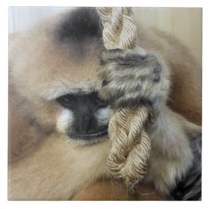 CARREAU EN CÉRAMIQUE GIBBON MONKEY