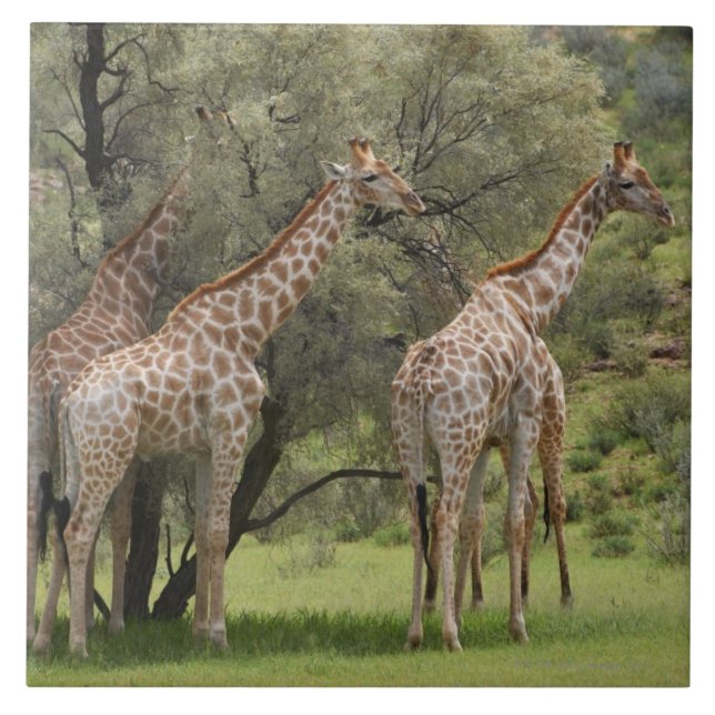 Carreau En Céramique Girafe, camelopardalis de Giraffa, Kgalagadi 2 (Devant)