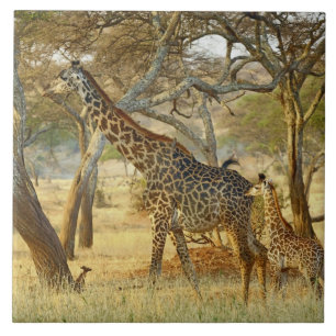 Carreau En Céramique Girafe femelle adulte et juvénile, Giraffa