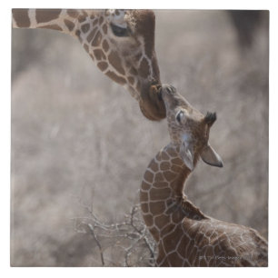 Carreau En Céramique Girafe, Kenya, Afrique