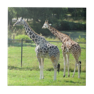 Carreau En Céramique Giraffes Extraordinaires