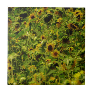 Carreau En Céramique Gisement de tournesol