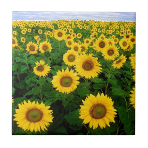 Carreau En Céramique gisement de tournesol