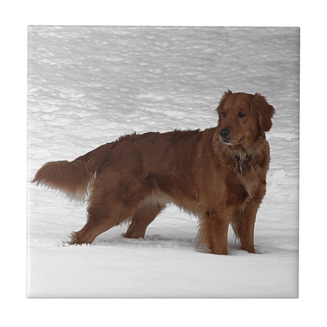 Carreau En Céramique Golden retriever (Devant)