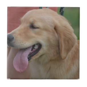 Carreau En Céramique Golden retriever adorable
