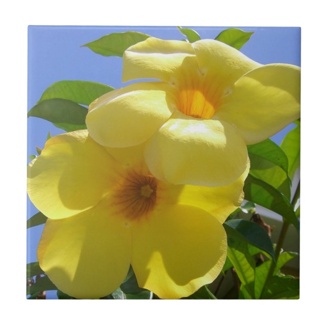 Carreau En Céramique Golden Trumpet (Devant)