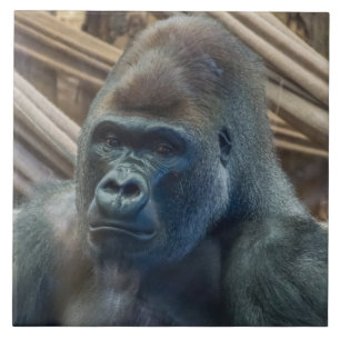 Carreau En Céramique Gorilla en céramique vue rapprochée