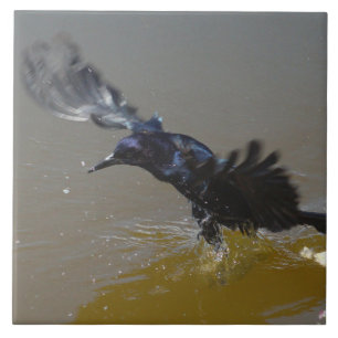 Carreau En Céramique Grackle Bird Crow éclaboussant dans l'eau Carrelag