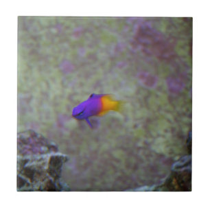 Carreau En Céramique Gramma royal