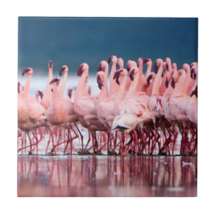 Carreau En Céramique Grand Groupe de Flamants Nains