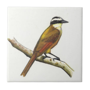 Carreau En Céramique Grand Kiskadee dans le crayon de couleur : Oiseau