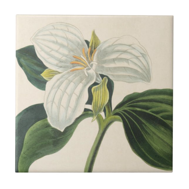 Carreau En Céramique Grand Trillium fleuri (Devant)