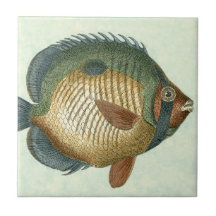 Carreau En Céramique Grands poissons colorés