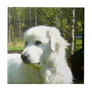 Carreau En Céramique Grands Pyrénées