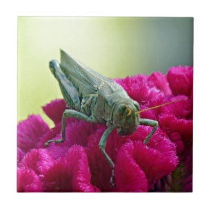 Carreau En Céramique Grasshopper sur Cockscomb