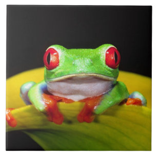 Carreau En Céramique Grenouille aux yeux rouges, Agalychinis callidryas