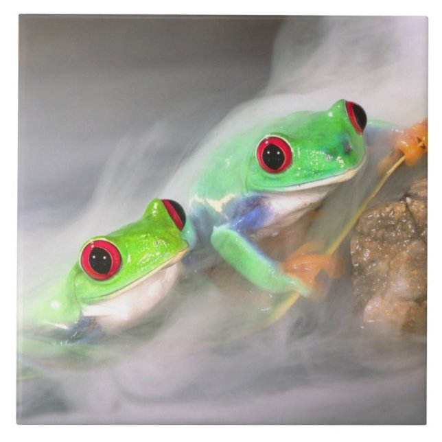 Carreau En Céramique Grenouille aux yeux rouges dans le brouillard, Aga (Devant)