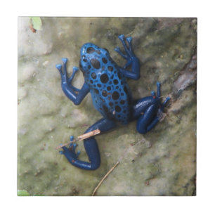 Carreau En Céramique Grenouille bleue de dard de poison