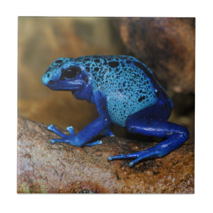 Carreau En Céramique Grenouille bleue Dendrobates Azureus de dard de