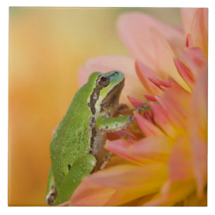 Carreau En Céramique Grenouille du Pacifique sur les fleurs dans notre 