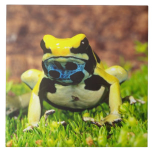 Carreau En Céramique Grenouille empoisonnée teinturière, Dendrobates ti