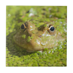 Carreau En Céramique Grenouille sur un carreau de céramique
