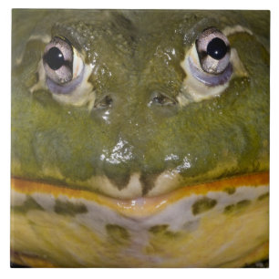 Carreau En Céramique Grenouille-taureau, Pyxicephalus