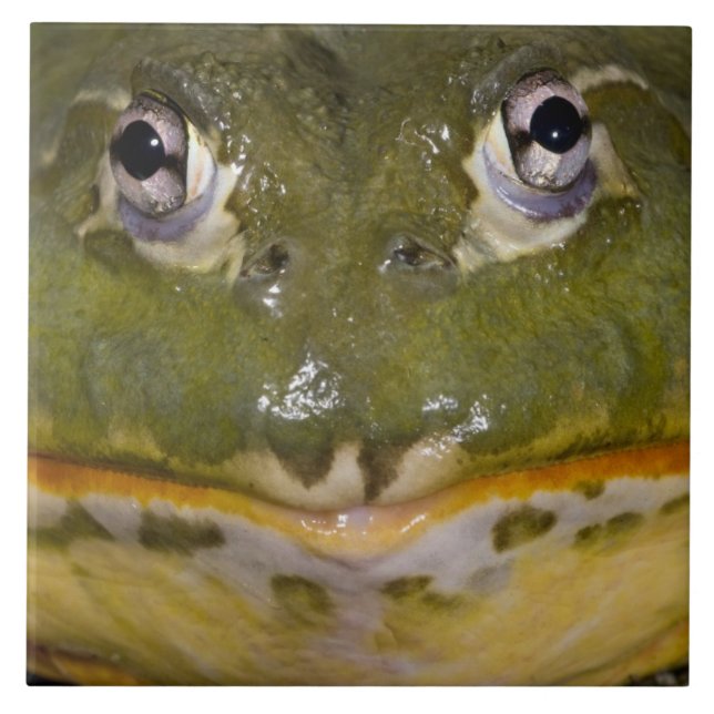 Carreau En Céramique Grenouille-taureau, Pyxicephalus (Devant)