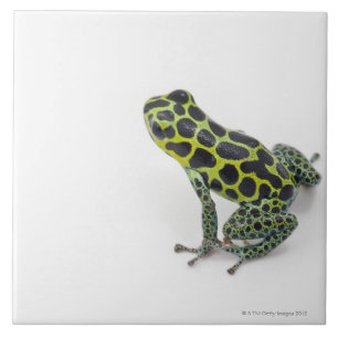 Carreau En Céramique Grenouille verte de dard de poison repérée par