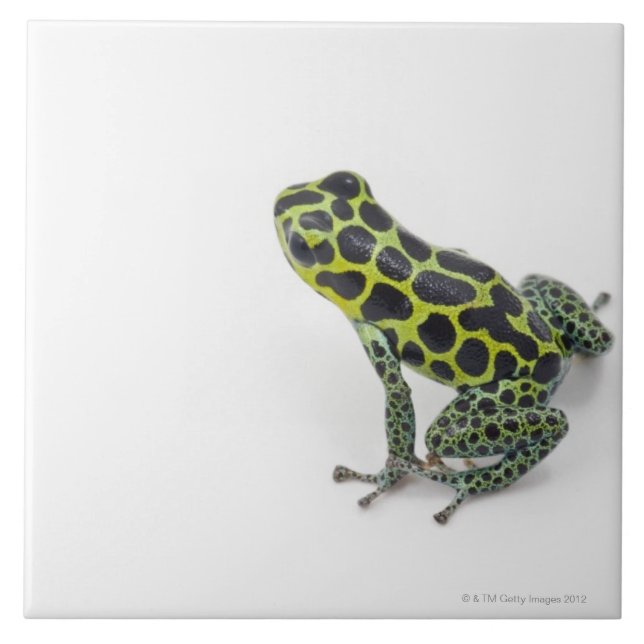 Carreau En Céramique Grenouille verte de dard de poison repérée par (Devant)