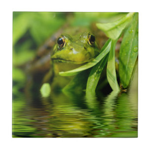 Carreau En Céramique Grenouille verte par un étang