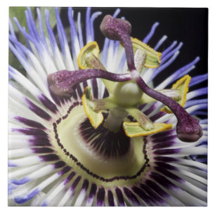 Carreau En Céramique Gros plan de Passionflower (MR)