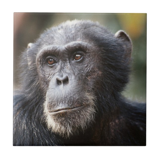 Carreau En Céramique Gros plan du Chimpanzé mâle (Devant)