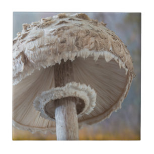 Carreau En Céramique Gros plan sur le dessous d'un champignon