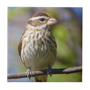 Carreau En Céramique Grosbeak rose Pheucticus Ludovicianus