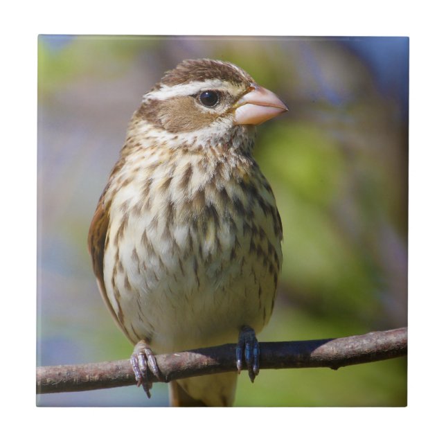 Carreau En Céramique Grosbeak rose Pheucticus Ludovicianus (Devant)