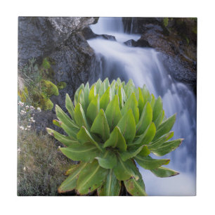 Carreau En Céramique Groundsel Géant Ou Dendrosenecio 2