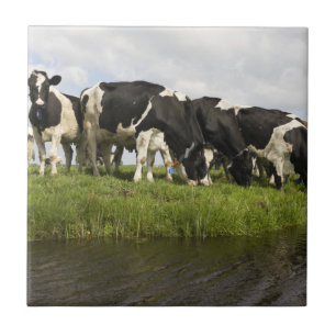 Carreau En Céramique Groupe de vaches frisonnes