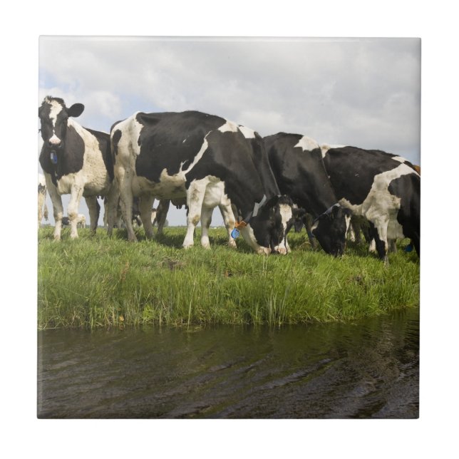 Carreau En Céramique Groupe de vaches frisonnes (Devant)