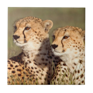 Carreau En Céramique Guépard allongé dans l'herbe, Ngorongoro Conservat